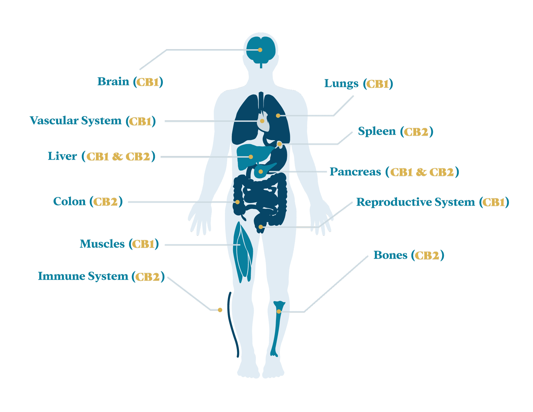 The Role of the Endocannabinoid System in Aetiopathogenesis of  Endometriosis: A Potential Therapeutic Target - Society of Cannabis  Clinicians